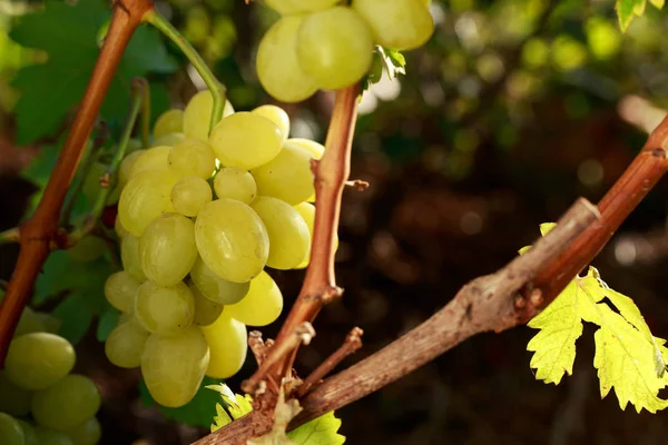 Ramo de uvas maduras —  Fotos de Stock