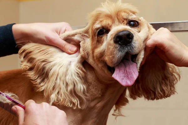 Aseo el pelo de perro —  Fotos de Stock