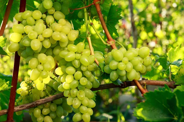 Ramo de uvas maduras — Foto de Stock