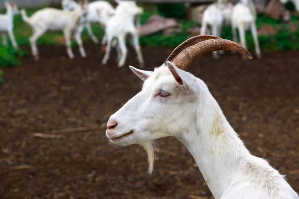 Portrait of goat — Stock Photo, Image