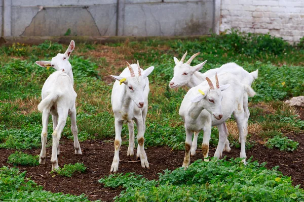 Goats on the farm — Stock Photo, Image