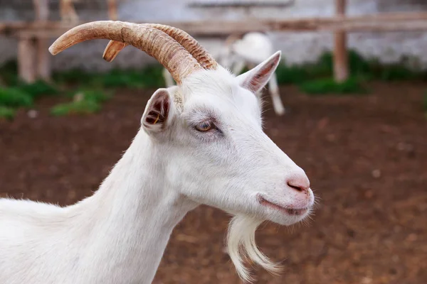 Retrato de cabra — Fotografia de Stock