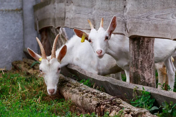 Goats on the farm — Stock Photo, Image