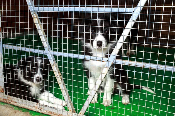 Σκύλοs breed κόλλεϊ συνόρων — Φωτογραφία Αρχείου