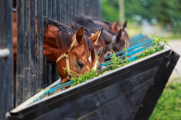 Caballos en la granja — Foto de Stock