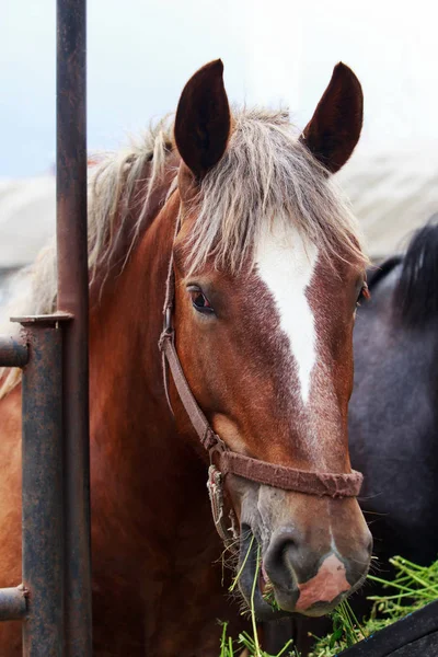 Hermoso caballo joven — Foto de Stock