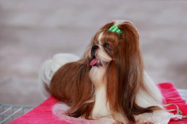 köpek doğurmak Shih Tzu