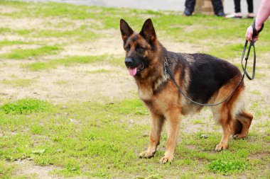 Köpek çiftleşmesi Alman çoban köpeği