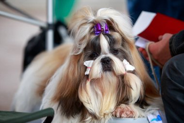 köpek doğurmak Shih Tzu