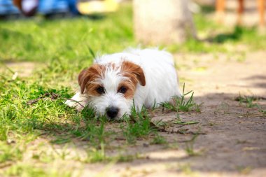 Köpek yetiştiricisi Jack Russell Terrier.