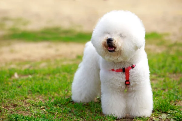 Köpek ırkı Bichon Frize