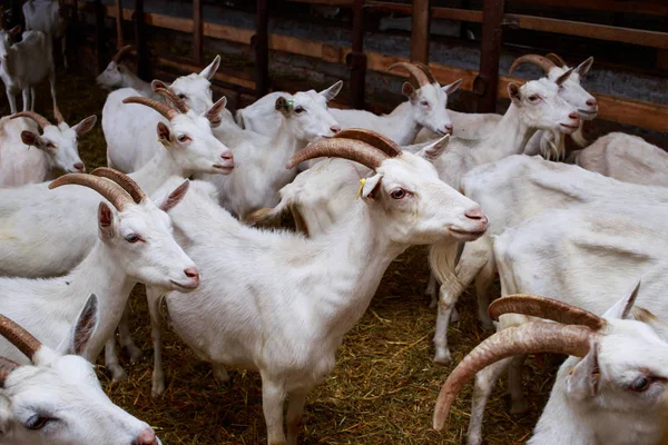 Goats on the farm — Stock Photo, Image