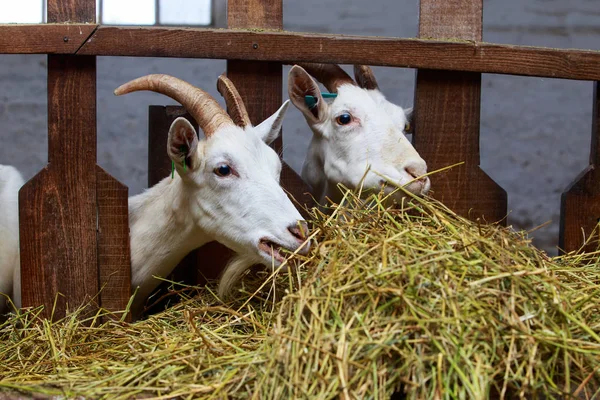 Goats on the farm — Stock Photo, Image