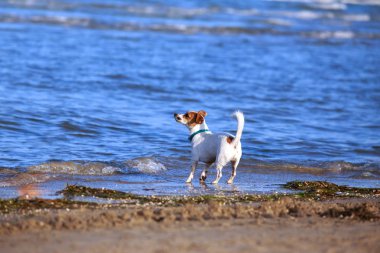 Köpek yetiştiricisi Jack Russell Terrier.