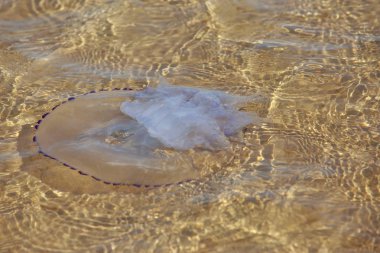 Denizanası tentacles ile