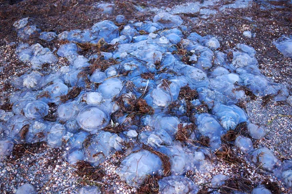 Beaucoup de méduses — Photo