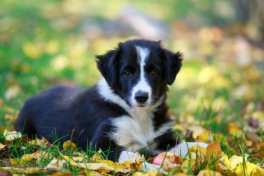 Köpek doğurmak kenar kömür ocağı