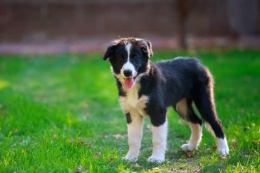 Köpek doğurmak kenar kömür ocağı