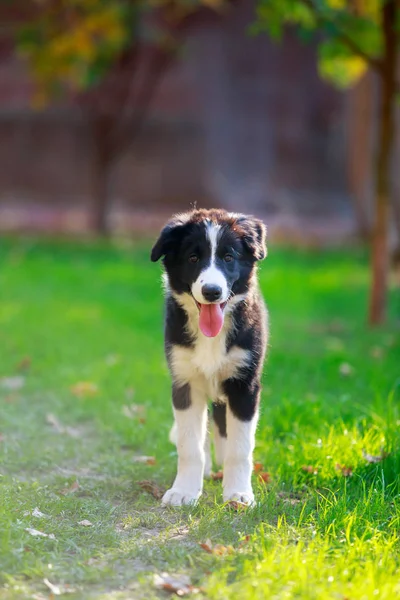 Hunderasse Border Collie — Stockfoto