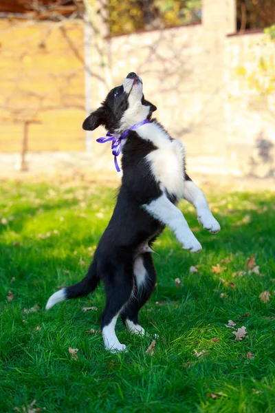 Hunderasse Border Collie — Stockfoto