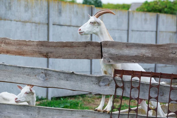 Goats on the farm — Stock Photo, Image