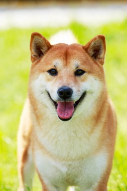 Köpek ırkı Shiba inu
