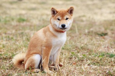 Yavru köpek Shiba Inu.