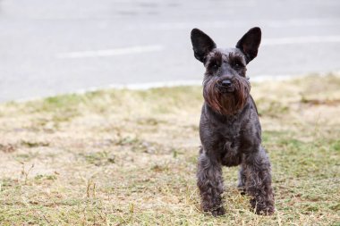 Köpek ırkı İskoç Teriyeri.