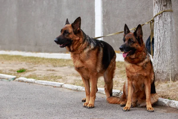 Dois cães raça pastor alemão — Fotografia de Stock