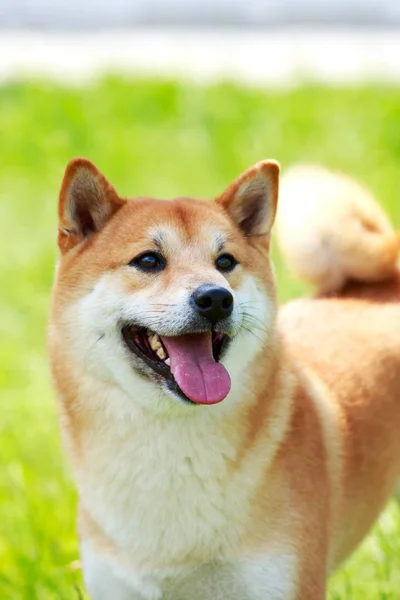 La razza di cane Shiba inu Immagine Stock