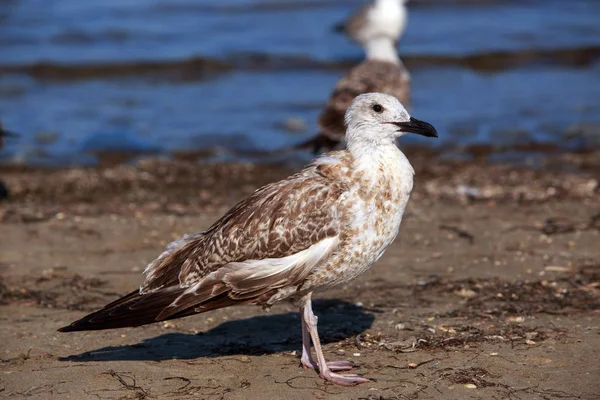 Hermosa gaviota joven —  Fotos de Stock