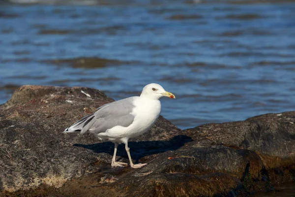 Lindo jovem gaivota — Fotografia de Stock