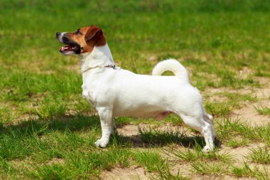 Köpek yetiştiricisi Jack Russell Terrier.