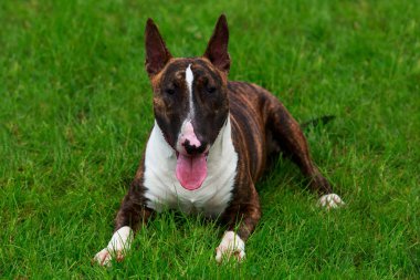 köpek doğurmak boğa korkunç
