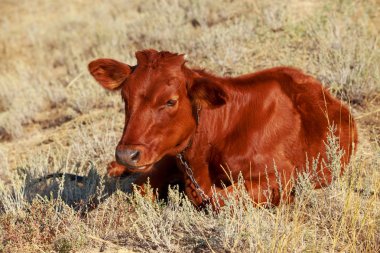 Çayırdaki genç keçi