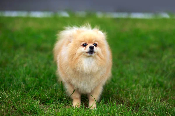 Il cane alleva il pomero spitz — Foto Stock