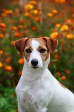 Köpek yetiştiricisi Jack Russell Terrier.