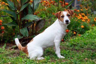 Köpek yetiştiricisi Jack Russell Terrier.
