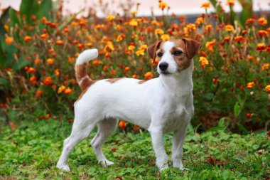 Köpek yetiştiricisi Jack Russell Terrier.