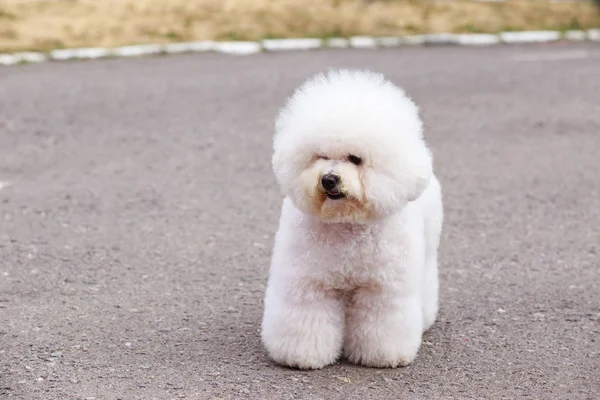 Köpek ırkı Bichon Frize