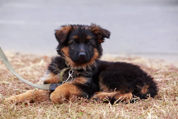 Pequeño cachorro crianza pastor alemán — Foto de Stock
