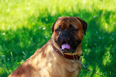 köpek doğurmak Bullmastiff