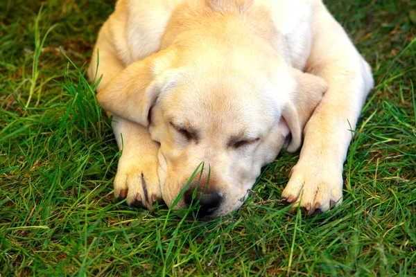 Raza de perro Labrador — Foto de Stock