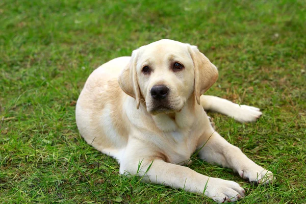 Raça cão Labrador — Fotografia de Stock