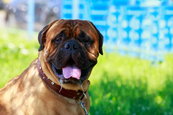 개 품종 Bullmastiff — 스톡 사진