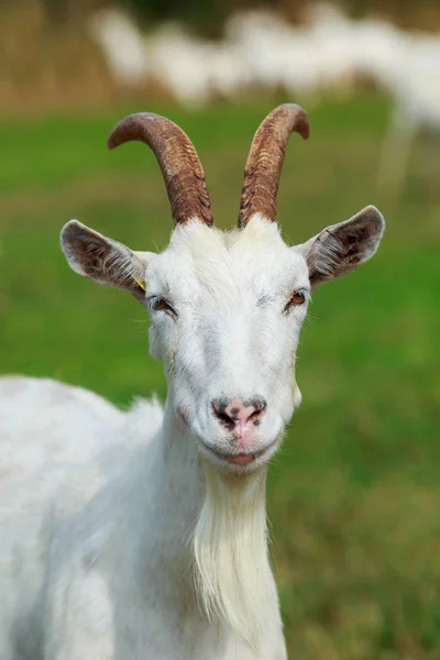 Portrait of goat — Stock Photo, Image