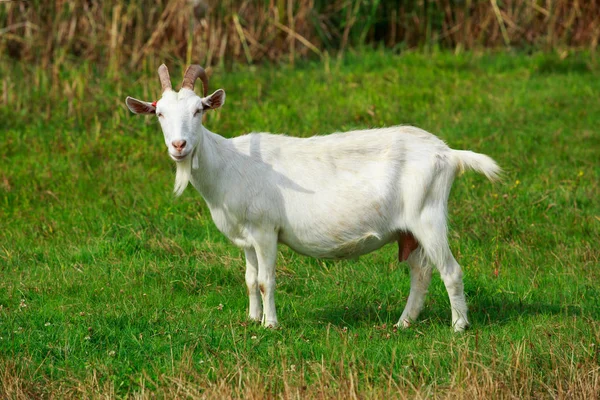 Ziegenporträt — Stockfoto