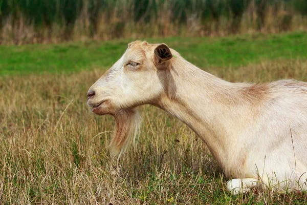Portrét koza — Stock fotografie