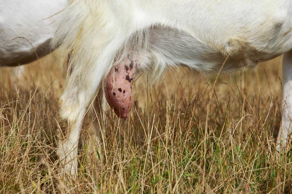 Big udder goats a close-up — Stock Photo, Image