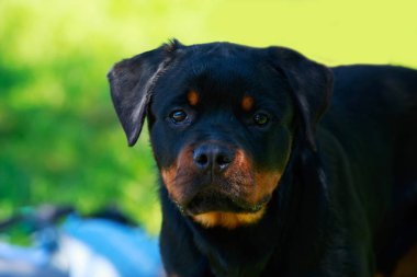 Küçük köpek yavrusu av köpeği.